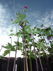 Image showing Underside Of Japanese Anemone 