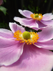 Image showing Close Up Japanese Anemone