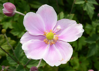 Image showing Single Japanese Anemone 