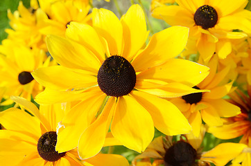 Image showing Rudbeckia Flowers 