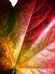 Image showing Autumn Leaf 