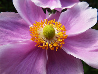 Image showing Close Up Japanese Anemone