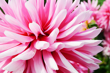 Image showing Close Up Dahlia Flower