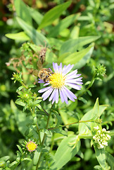 Image showing Bee On A Small Flower 