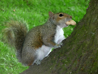 Image showing Squirrel