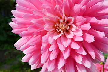 Image showing Close Up Dahlia Flower