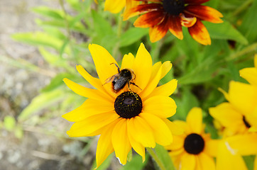 Image showing Bee On Rudbeckia Flowers 