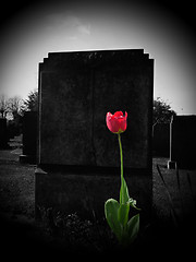 Image showing Rose On My Grave