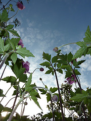 Image showing Underside Of Japanese Anemone 