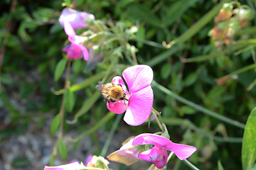 Image showing Bee On Snapdragon Flower