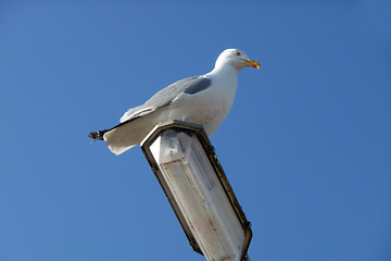 Image showing Seagull On Lamppost