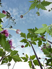 Image showing Underside Of Japanese Anemone 