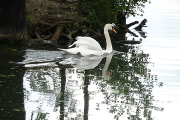 Image showing Swan 