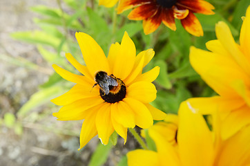 Image showing Bee On Rudbeckia Flowers 