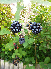 Image showing Blackberries 