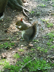 Image showing Squirrel