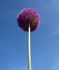 Image showing Spherical Flowers