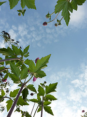 Image showing Underside Of Japanese Anemone 