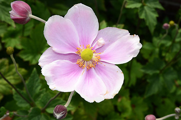 Image showing Single Japanese Anemone 