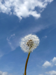 Image showing Dandelion Clock