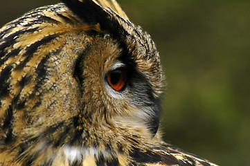 Image showing Eagle Owl Portrait