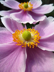 Image showing Close Up Japanese Anemone