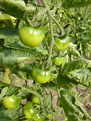 Image showing Green Tomatoes Growing