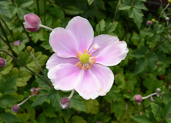 Image showing Single Japanese Anemone 