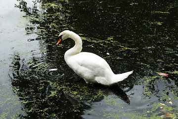 Image showing Swan 