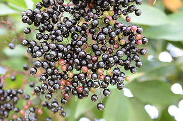 Image showing Black Spherical Berries 