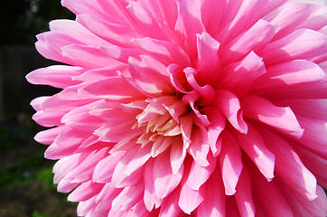 Image showing Close Up Dahlia Flower