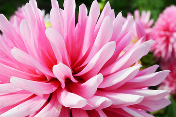 Image showing Close Up Dahlia Flower