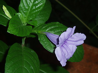 Image showing Wild Morning Glory