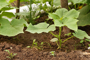 Image showing Growing marrow squash