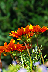 Image showing Orange flowers over green