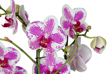 Image showing Purple orchid flower