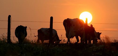 Image showing herd silhouette