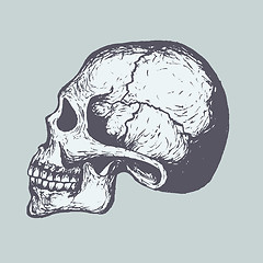 Image showing Human Skull