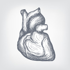 Image showing Human  Heart