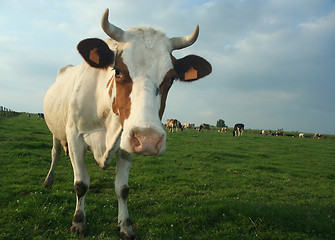 Image showing cow