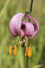 Image showing Wild Forest Lily