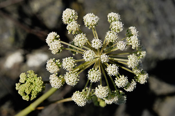 Image showing Wild Flower