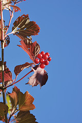 Image showing Red Leaves and Berries