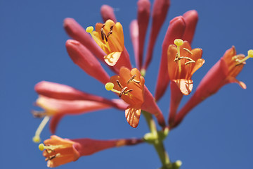 Image showing Blooming Flowers of Woodbine