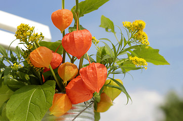 Image showing orange lantern of physalis outdoor