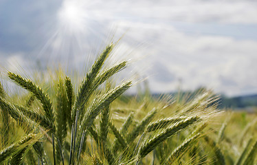 Image showing barley field in summer