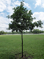 Image showing Kensington gardens, London