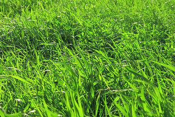 Image showing Field with green grass