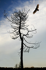 Image showing Eagle and Tree          