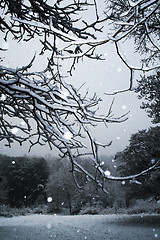 Image showing Tree-Snow